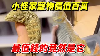 小怪家寵物價值百萬，海陸空全部包括，最值錢的竟然是它【王小怪】