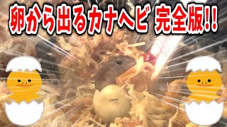 ニホンカナヘビの赤ちゃんが卵から出てくる瞬間を撮影できた！🐣リマスター完全版🎬【カナヘビ・爬虫類・孵化・誕生】