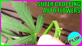 Can You Super Crop Auto Flowers? - Auto Flower Experiment 2.0: Hardcore Training Session