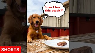 Leaving My Dog Alone with a Juicy Steak…