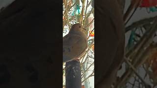 Relax.. !! #naturephotography #aesthetic #mourningdove #trending #short ##birds #cute