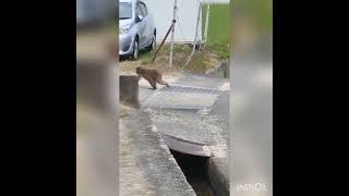 広島　廿日市市　猿がいたよ‼️