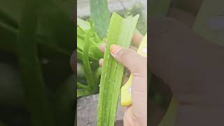 How to make Aloe Vera gel homemade