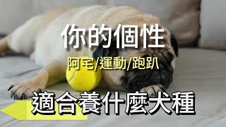 你適合養什麼犬種!? 按照你的個性.習慣來分析!!