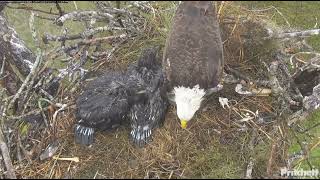 Big Whole fish in breakfast for eaglets | SWFL Eagles | Jan 23, 2025