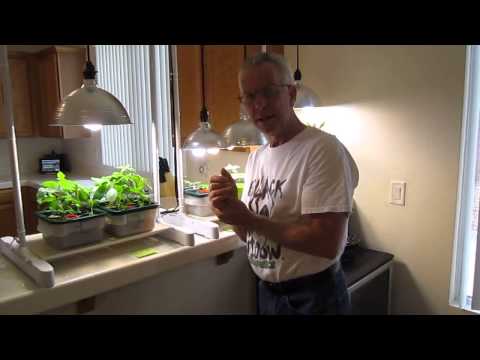 How to properly grow plants using compact floresent lighting (CFL) How to properly grow plants using compact floresent lighting (CFL)