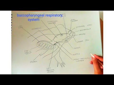 How To Draw Buccopharyngeal Respiratory System Of Frog - YouTube