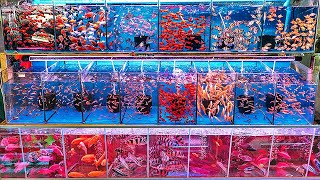 China Aquarium Fish Market! CRAZY, Largest in the WORLD