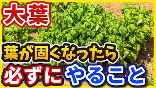 【大葉の育て方】葉が固くなったら絶対すべき重要作業【４つ】