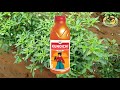 kunoichi insecticide full details మిరపలో నల్లి మరియు క్రింది ముడత నివారణ 🐙🕷️ mites control