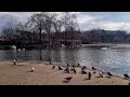 Romania in 30 sec.: Birds in Tineretului Park, Bucharest, February 2022