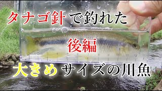 【川釣り】夏の小川で楽しい小物釣り【タナゴ針】　後半