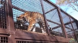 2014.10.25 宇都宮動物園☆トラのチグ【Tiger】_02