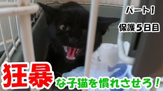 狂暴な子猫を慣れさせろ！ #猫 #保護猫 #子猫 #狂暴な猫 #慣れさせ方