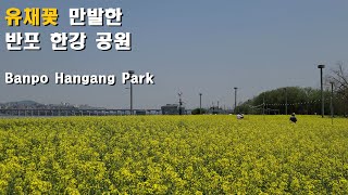 [4K] 유채꽃 만발한 반포 한강 공원, Banpo Han River Park (17.May.2022, 12~28℃) (with closed caption, Eng sub)