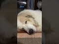 alain アラン　 greatpyrenees todaysrunrun グレートピレニーズ　 今日のルンルン