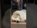 alain アラン　 greatpyrenees todaysrunrun グレートピレニーズ　 今日のルンルン