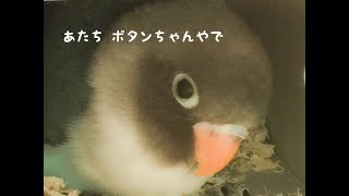 改めまして ボタンインコのボタンちゃんです