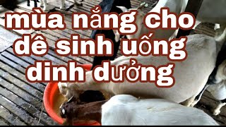 mùa nắng cách nuôi dê sinh sản nhiều sữa - ù sáng nuôi dê