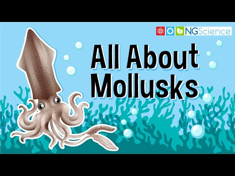 What organisms have a mantle?