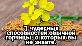 7 чудесных способностей обычной горчицы, о которых вы не знаете.