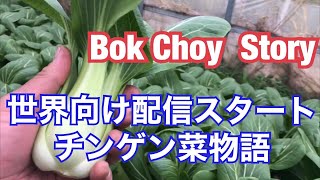 チンゲン菜物語世界配信スタートBok Choy  Story