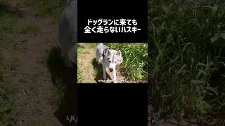 ドッグランに来ても全く走らないハスキー #シベリアンハスキー #ハスキー #ハスキー犬