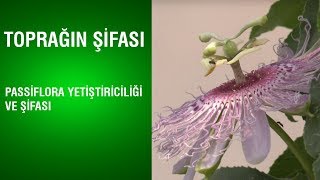 Toprağın Şifası - Pasiflora Yetiştiriciliği ve Şifası