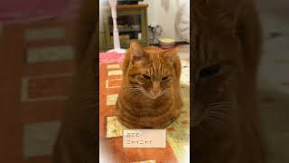 ホットカーペットON♪動かなくなった猫たち　Hot Carpet Switch On♪ Cats that have stopped moviug #Short #Cats