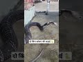 fight between king cobra vs cobra snake master golu shorts