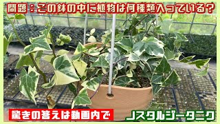 この植木鉢に植物は何種類入ってる?　ノスタルジータニクの風を感じよう