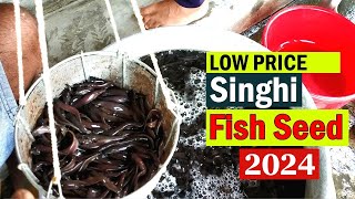 Singhi fish seeds hatchery - Low Price Singhi Fish Seeds in 2024- देसी सिंघी मछली बीज Delivery