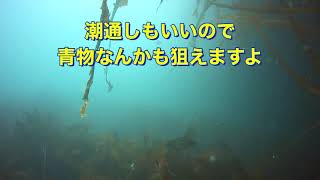 大蔵海岸の海中を撮影！メバルいましたよ！サビキやフカセが楽しめます！　令和4年5月下旬