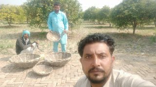 ਕਿਸ ਤਰ੍ਹਾਂ ਬਣਦੇ ਹਨ ਟੋਕਰੇ। How baskets are made.