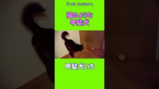 猫のような甲斐犬 #shorts