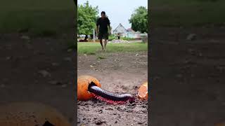 Telor ayam aneh tp nyata part-055#shorts #millipede #kakiseribu