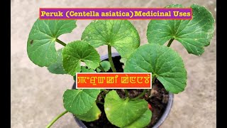 Peruk (Centella asiatica) Medicinal Uses: ꯄꯦꯔꯨꯛꯀꯤ ꯀꯥꯟꯅꯕꯥ