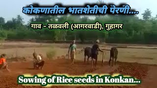 कोकणात झाली भातशेतीच्या पेरणीला सुरूवात. Sowing of Rice seeds has been started in Konkan 29.05.2023.