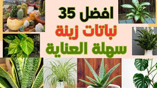 افضل 35 نبات زينة سهلة العناية |the best 35 easy-care ornamental plants