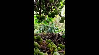 Yercaud | Coffe flowers | cloud | அத்திப்பழம் Fig (Athipazham)