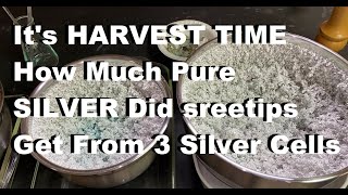 Silver Cell Day 16 Silver Crystal HARVEST