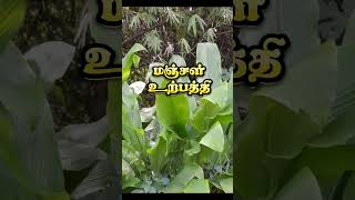 அதிக இலாபம் தரகூட்டிய விவசாயம் #agriculture #விவசாயம், #விவசாயம் காப்போம், #agriculturefarming