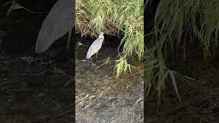 【４K映像】アオサギ　捕食シーン　Gray heron