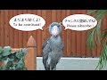 【言葉を失う】閉園前、あまりにも真剣なふたばちゃん…【春のふたば20】spring futaba19 futaba the shoebill ハシビロコウ　ふたば　掛川花鳥園 2023年3月