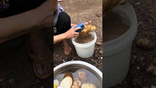 ជីកដំឡូងខ្យា #eating #cooking #video