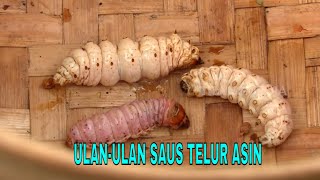 Gurih Nagih Ulan-Ulan Saus Telur Asin | JEJAK SI GUNDUL (09/12/24)