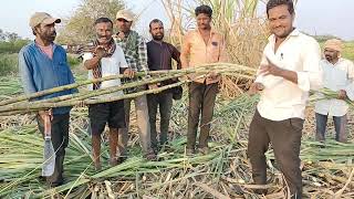 ಸಾವಯವ ಗೊಬ್ಬರ ಬಳಸಿ ಉತ್ತಮ ಗುಣಮಟ್ಟದ ಬೆಳೆ ಬೆಳೆದ ರೈತರು 9148633490