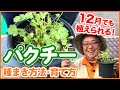 【栽培生活】12月でも植えられる！パクチー（コリアンダー）の種まき方法・育て方！【育苗】【プランター栽培】【シェア畑】