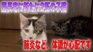 肺炎を起こしている状態の悪い二匹の子猫を園長宅に移動させました【We rescued kittens】