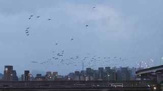 2025_1-10日陰雨  鸕鶿